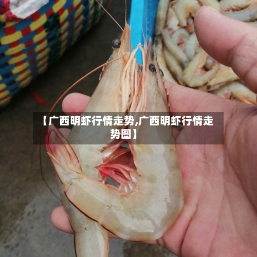 【广西明虾行情走势,广西明虾行情走势图】