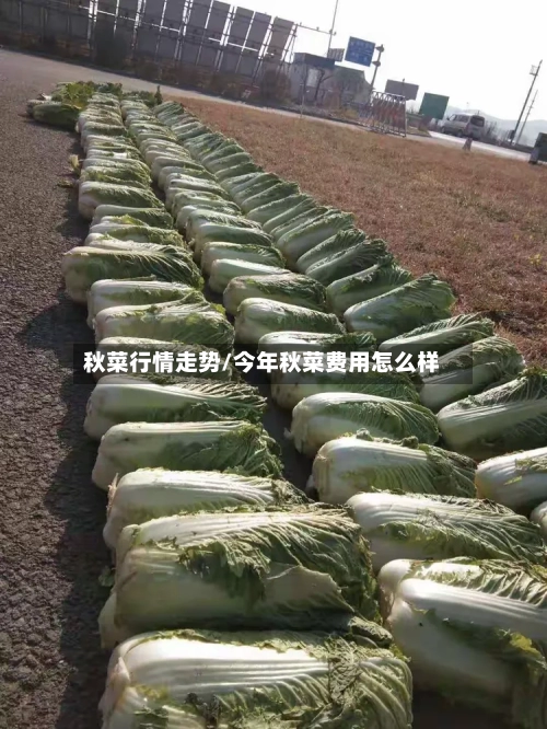 秋菜行情走势/今年秋菜费用怎么样