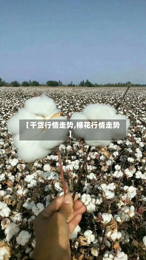 【干货行情走势,棉花行情走势】
