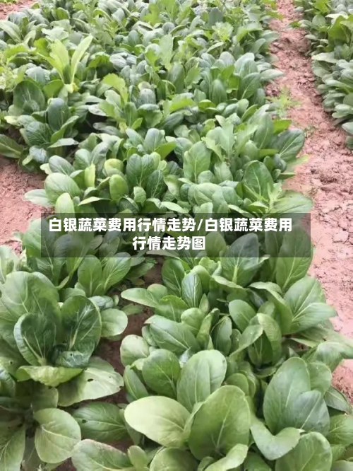 白银蔬菜费用行情走势/白银蔬菜费用行情走势图
