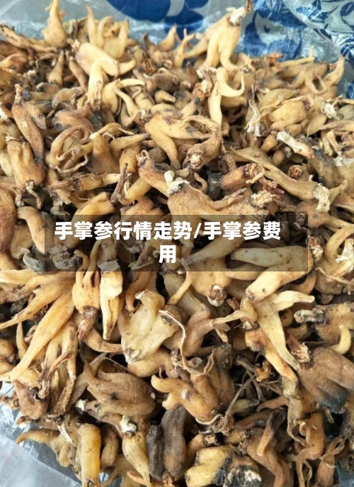 手掌参行情走势/手掌参费用