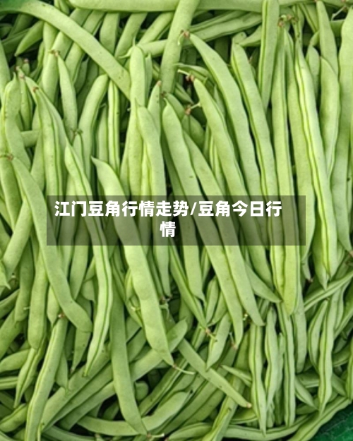 江门豆角行情走势/豆角今日行情