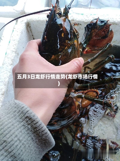 五月3日龙虾行情走势(龙虾市场行情)