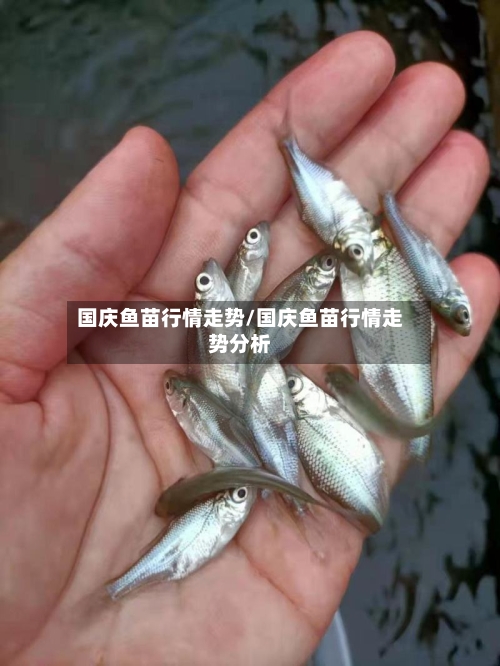 国庆鱼苗行情走势/国庆鱼苗行情走势分析