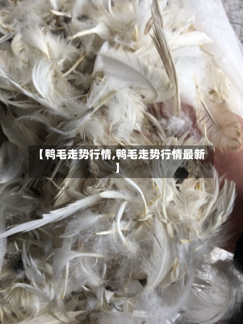【鸭毛走势行情,鸭毛走势行情最新】