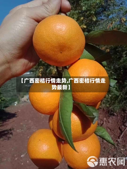 【广西密桔行情走势,广西密桔行情走势最新】